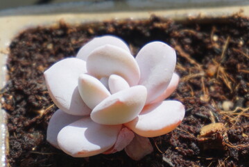 succulent plants
