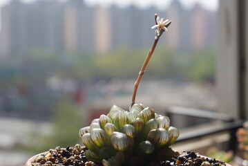 succulent plants
