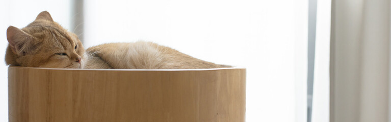 web banner cat care concept with gold british cat during sleep