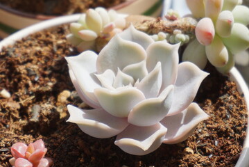 succulent plants
