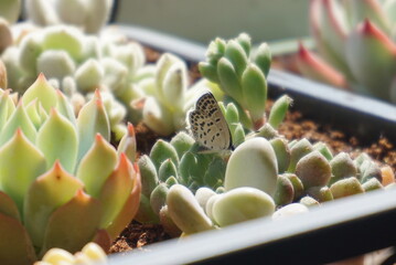 succulent plants and butterfly
