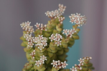 succulent plants
