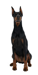 Black and brown sitting doberman dog