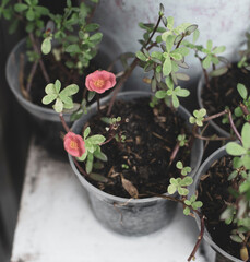 There are many types of roses, roses that bloom in the morning have a light pink color, those that bloom at noon have a darker color, in the afternoon the color is more beautiful and the thickness is 