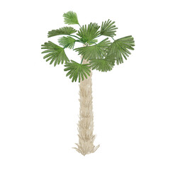 Hand-painted watercolor palm tree isolated on white