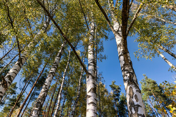 Fototapeta premium Birch grove with tall birch trees in autumn