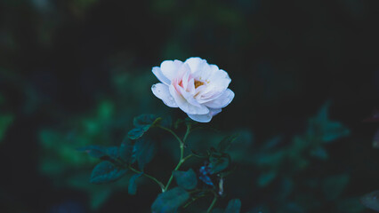 those that bloom at noon have a darker color, in the afternoon the color is more beautiful and the thickness is more.
Close-up of woman holding pink rose
Everything you want is on the other side of fe