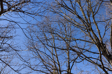 leafless trees in early spring in sunny weather