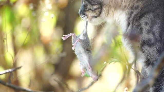 Cat playing with little mouse in backyard, hunts in high grass outdoors. Pet catches rodents. Grey and white cat plays with a mouse in the garden. Concept of natural instincts in pets. Slow motion