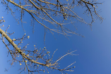 branches of the Tatar maple without foliage in the spring season