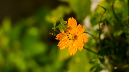 flowers by the farmer's fence, yellow and red flowers are so beautiful, like a young girl
Close-up of flowers blooming in field, Full frame shot of daisy flowers in park, inspiration and nature