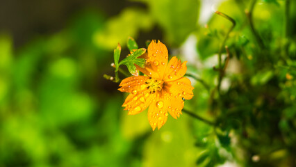 flowers by the farmer's fence, yellow and red flowers are so beautiful, like a young girl
Close-up of flowers blooming in field, Full frame shot of daisy flowers in park, inspiration and nature