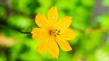 Close-up of flowers blooming in field, Full frame shot of daisy flowers in park, inspiration and nature.
Yellow imitation flowers have wheel-toothed leaves and yellow petals. The garden has many types