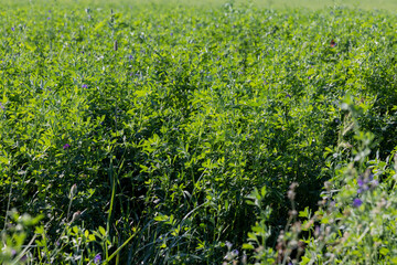 field with grass for harvesting fodder for cows