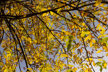 ash foliage changing color from green to yellow-orange