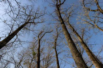 leafless deciduous trees in the spring season