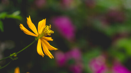Close-up of flowers blooming in field, Full frame shot of daisy flowers in park, inspiration and...