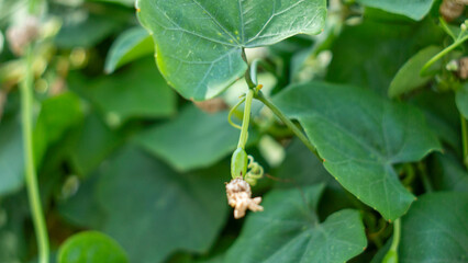 Basella alba is used to treat eye pain.Basella alba are places where people use crushed spinach to treat swollen, cracked breasts and detoxify.Basella alba is used in soups and fruits as juice. 