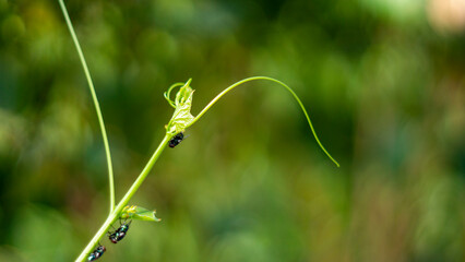 Basella alba is used to treat eye pain.Basella alba are places where people use crushed spinach to...