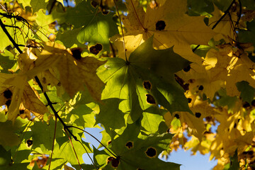 Maple tree during the autumn season