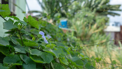 These orchids look like queens in the sun
Close-up of flowers blooming outdoors, Cropped hand holding white orchid, Close-up of plant in vase,Close-up of pink orchids against clear blue sky.