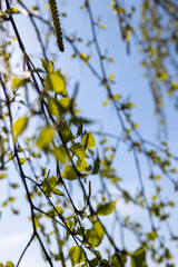 young birch with new green leaves in the spring season