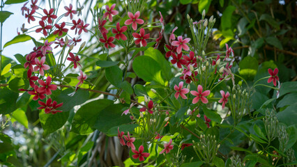  Flowers and leaves against the sun will be more beautiful, all magical from the rays of sunlight...