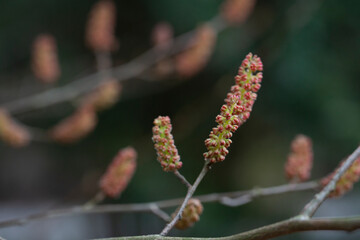 Fortunearia sinensis. A yellow-red fluffy bud or flower on a branch on a blurry background. Spring natural background early spring.
