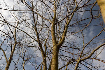 deciduous trees without foliage in spring