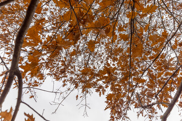 yellowed oak foliage in the park