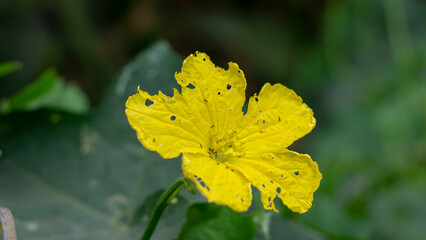 Colorful flowers bloom when it is bright in my garden. this type of flower is not available in the summer.