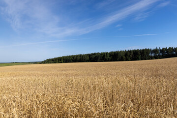 a large harvest of golden wheat in the field in summer