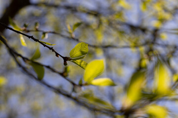 deciduous trees in the forest in the spring season