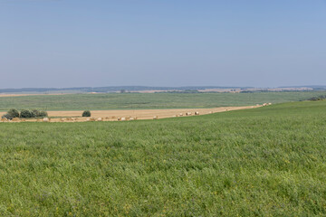 Fototapeta na wymiar field with green grasses and plants for animal husbandry