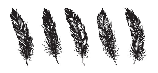 Feathers hand drawn sketch style, set on white background.