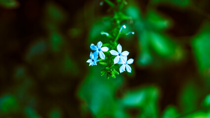 .Branches of beauty petite white petals Wrightia flowering bush tree blooming on green leaf...