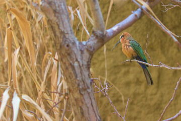 A charming bird, a white-fronted bee-eater, sits on a branch in dense thickets. Close-up photo of a bee-eater against a blurred background.