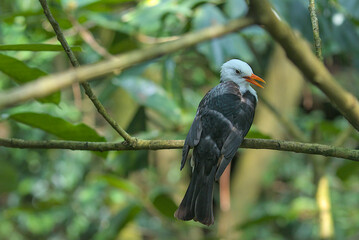 The image of the black white-headed bird Bulbul on a tree branch against the backdrop of nature. Species of passerine birds from the bulbul family. The beauty of the wild.