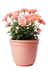 Pink gerbera in a pot isolated on transparent white background