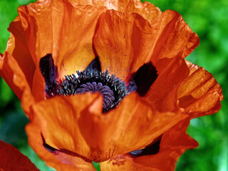 Bright red poppies in the garden