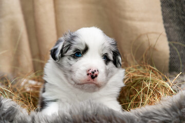 Portrait of a beautiful Tricolor blue merle border collie puppy   lying and looking intently at the camera