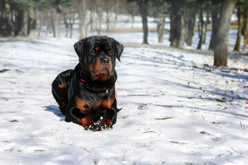 Strong Rottweiler dog lying in the snow on nature  winter background