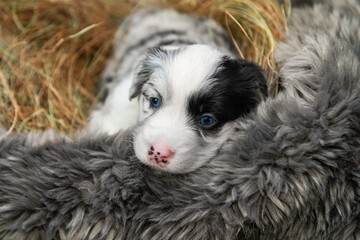 Tricolor blue merle border collie puppy. Dog puppy lying in a basket with hay.  Blue-eyed dog.  Tranquility concept.