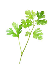 Coriander or Cilantro twig in watercolor, transparent background