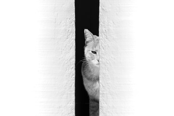 A cat behind a white wall. Abstract black and white photo of a cat looking into the gap between the...