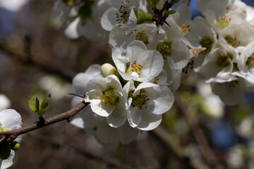 Close up many delicate white blossoms of white Chaenomeles japonica shrub, Chaenomeles vilmoriniana...