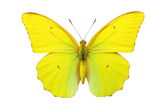 Beautiful butterfly in full body close-up portrait, flying butterfly med transparent background 