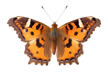 Fototapeta premium Beautiful butterfly in full body close-up portrait, flying butterfly med transparent background 