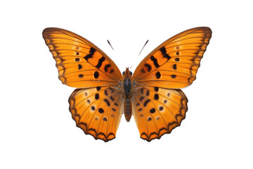 Beautiful butterfly in full body close-up portrait, flying butterfly med transparent background 