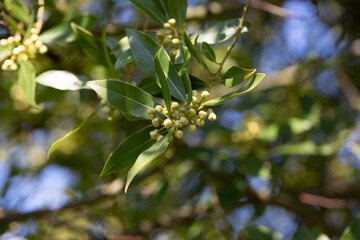 Close up Bay laurel (Laurus nobilis) flowers Laureaceae evergreen tree.